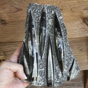 COPY - Orthoceras Fossil --Polished